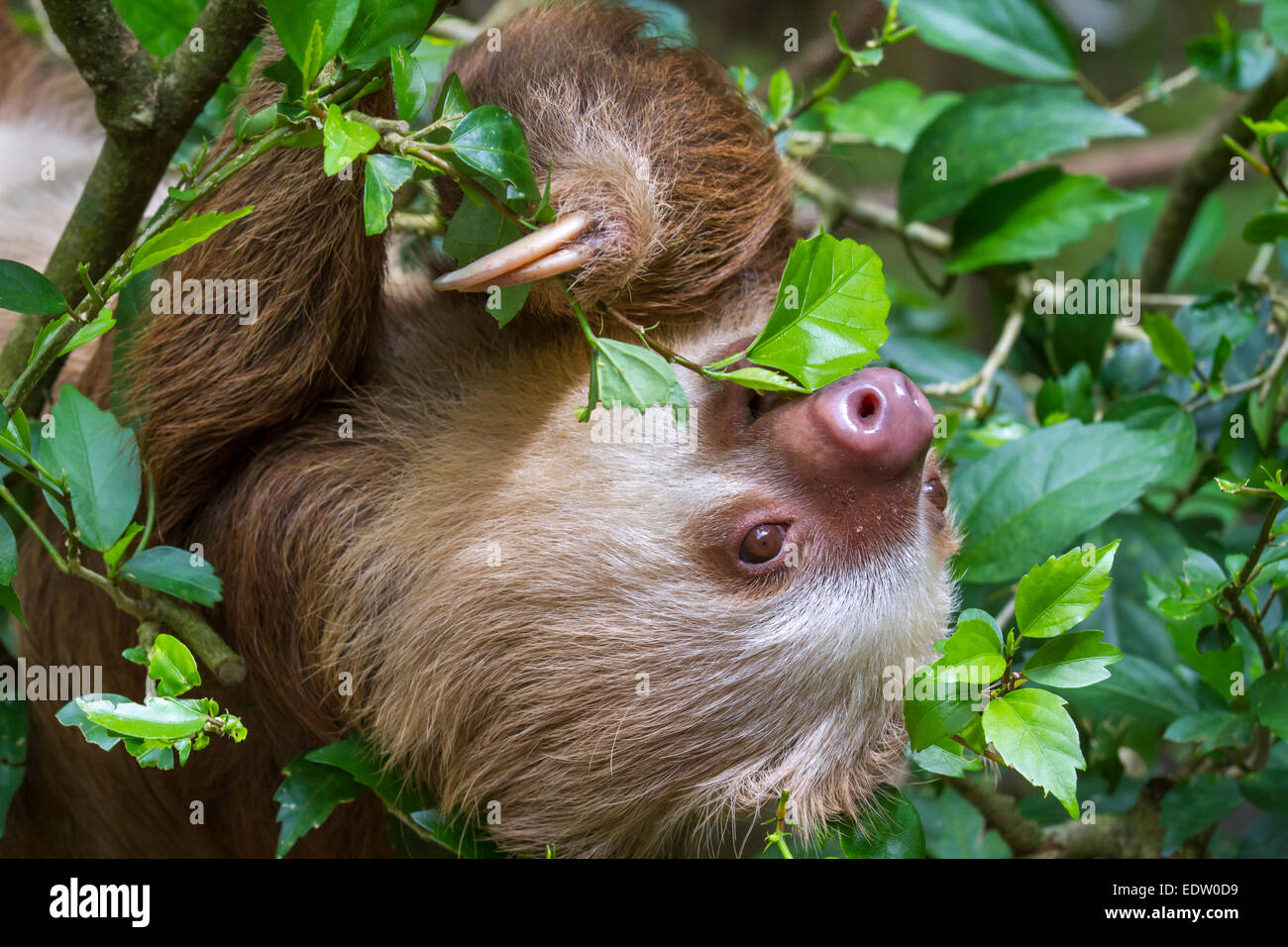 Hoffmann's two-toed sloth (Choloepus hoffmanni) eating tree leaves in