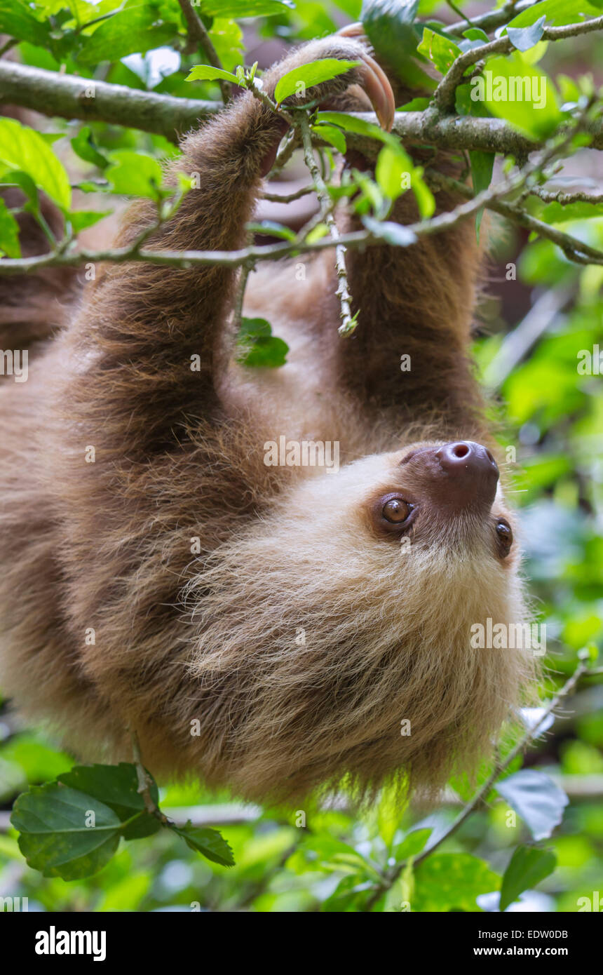 Young Hoffmann's two-toed sloth (Choloepus hoffmanni) hanging in a tree, Limon, Costa Rica. Stock Photo