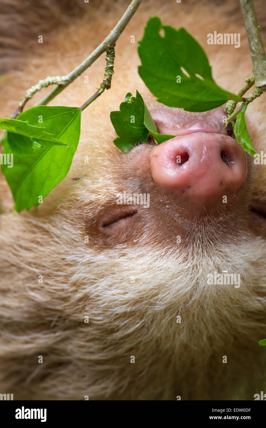 Hoffmann's two-toed sloth (Choloepus hoffmanni) eating tree leaves in rainforest canopy, Limon, Costa Rica. Stock Photo