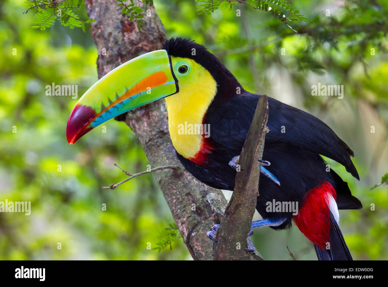 Keel-Billed Toucan (Ramphastos sulfuratus), Limon, Costa Rica. Stock Photo