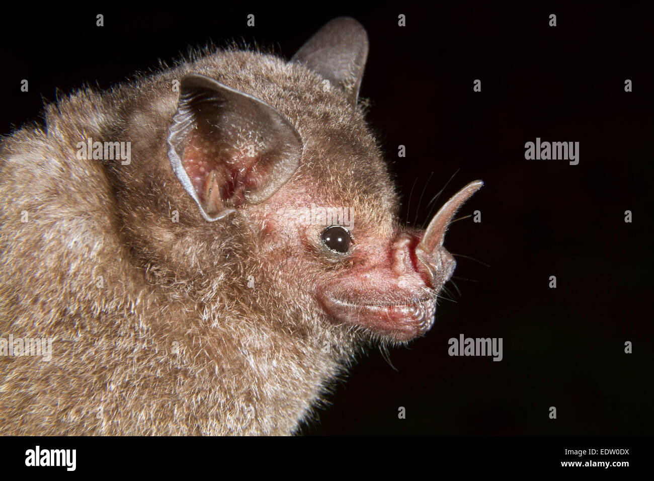 Seba's Short-tailed fruit bat (Carollia perspicillata) portrait, Limon, Costa Rica. Stock Photo