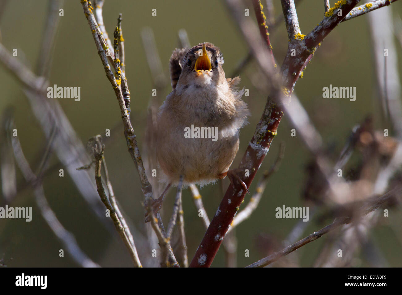 Marsh Wren (Cistothorus palustris) perched in reeds singing at Buttertubs Marsh, Nanaimo, Vancouver Is, BC, Canada in April Stock Photo