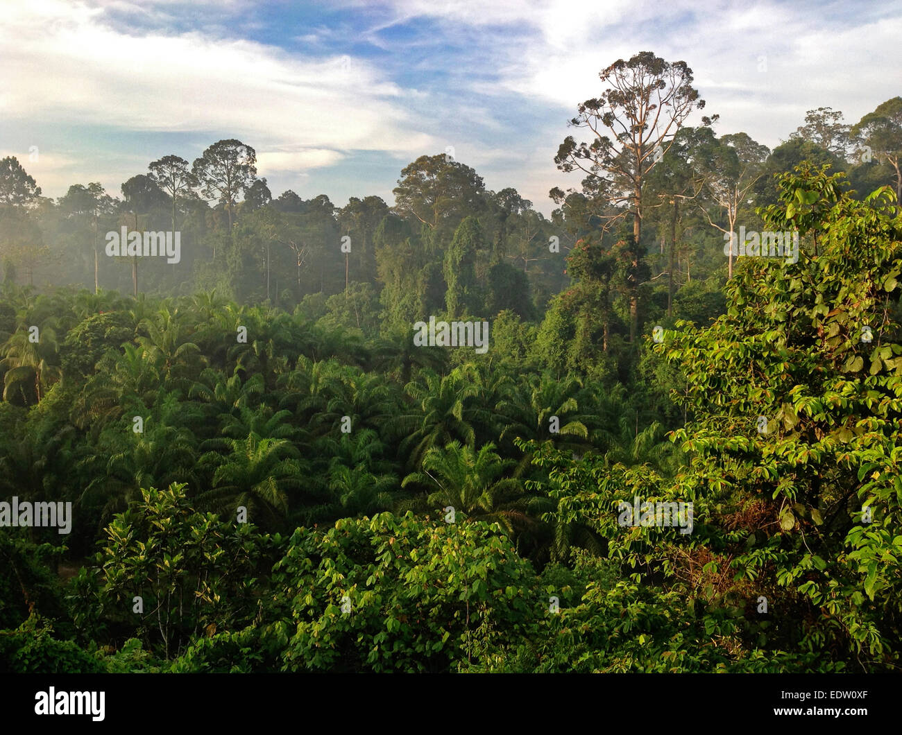 RAIN FOREST and PALM OIL PLANTATION BORNEO, MALAYSIA Stock Photo