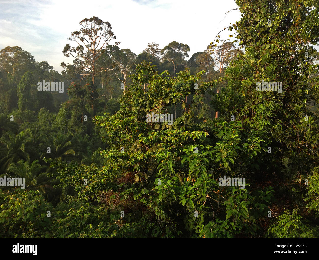 RAIN FOREST and PALM OIL PLANTATION - BORNEO, MALAYSIA Stock Photo