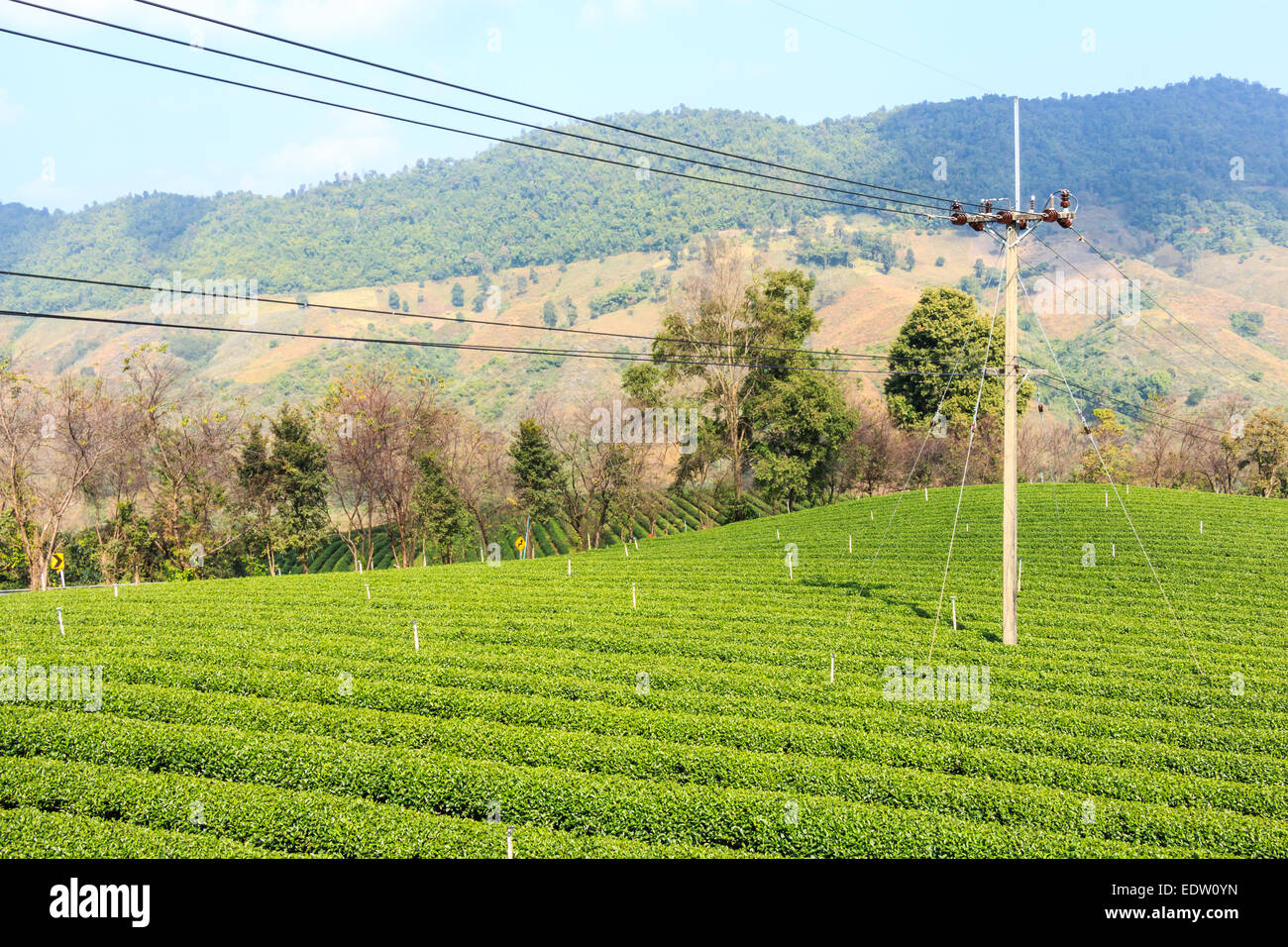 Tea plantation and electric post at Chiangrai ,Thailand Stock Photo