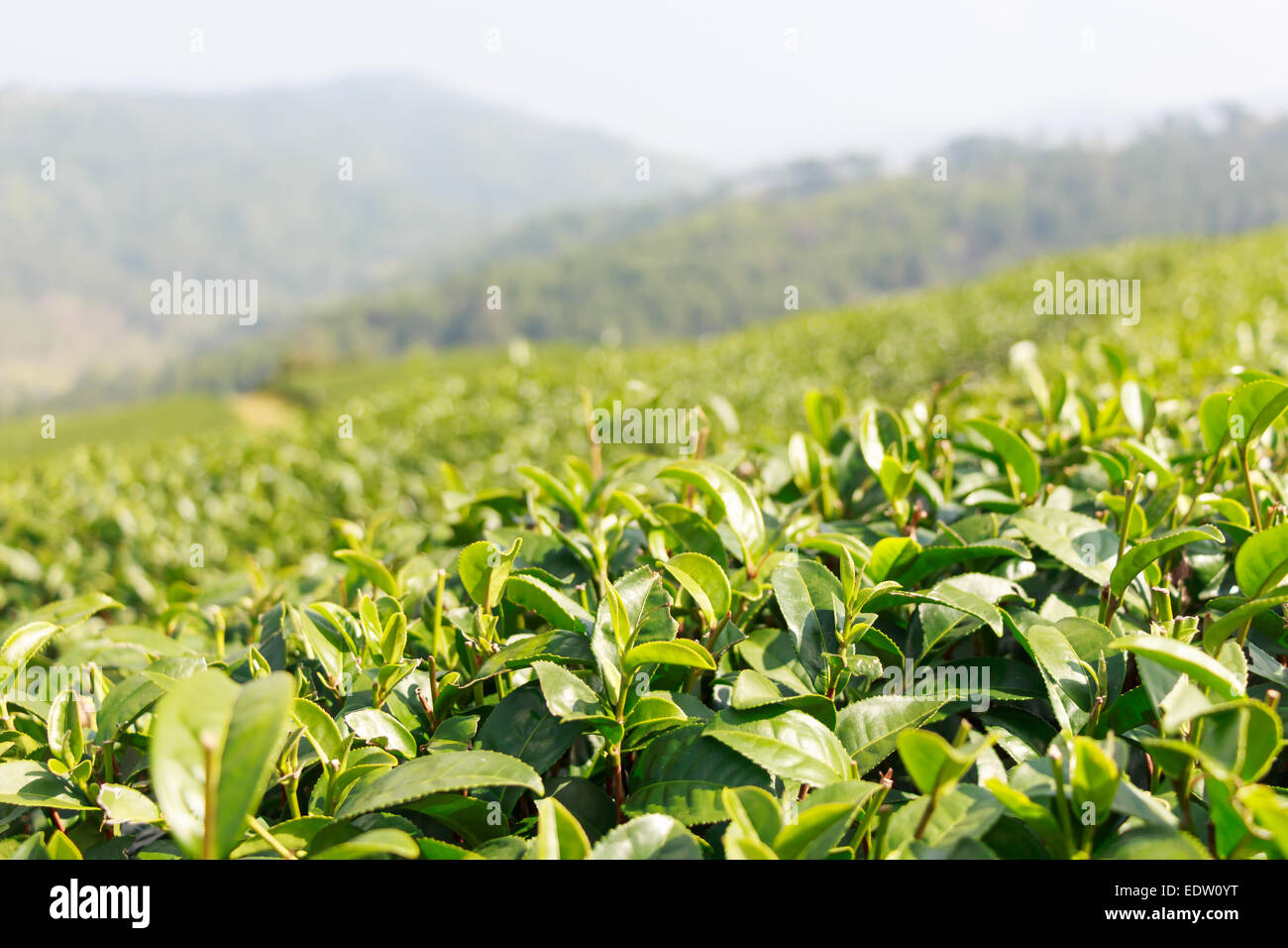 Tea plantation at Doi Mae Salong ,Chiangrai  ,Thailand Stock Photo