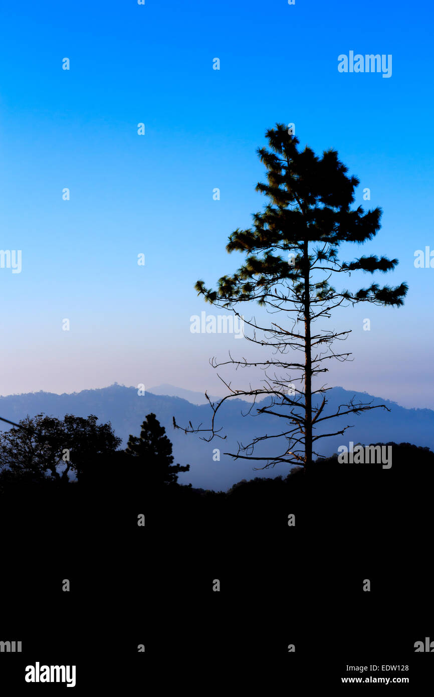 pine tree in early morning (silhouette) at Phu Chee Fah in Chiangrai ,Thailand Stock Photo