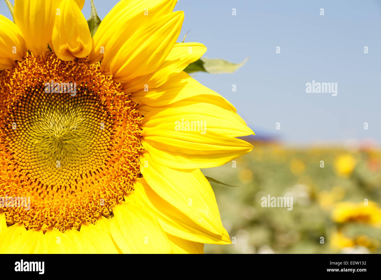 Close up of sunflower with blue sky and bokeh at Chiangrai ,Thailand Stock Photo