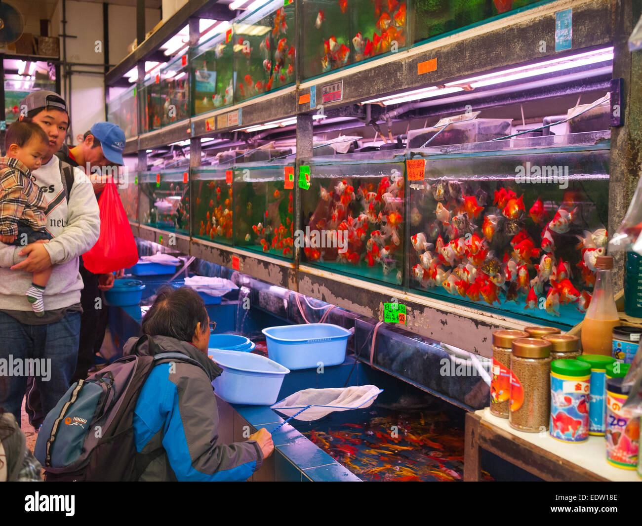 Hong Kong 2015 Fish market Yuen Po Prince Edward Mong Kok Fish for