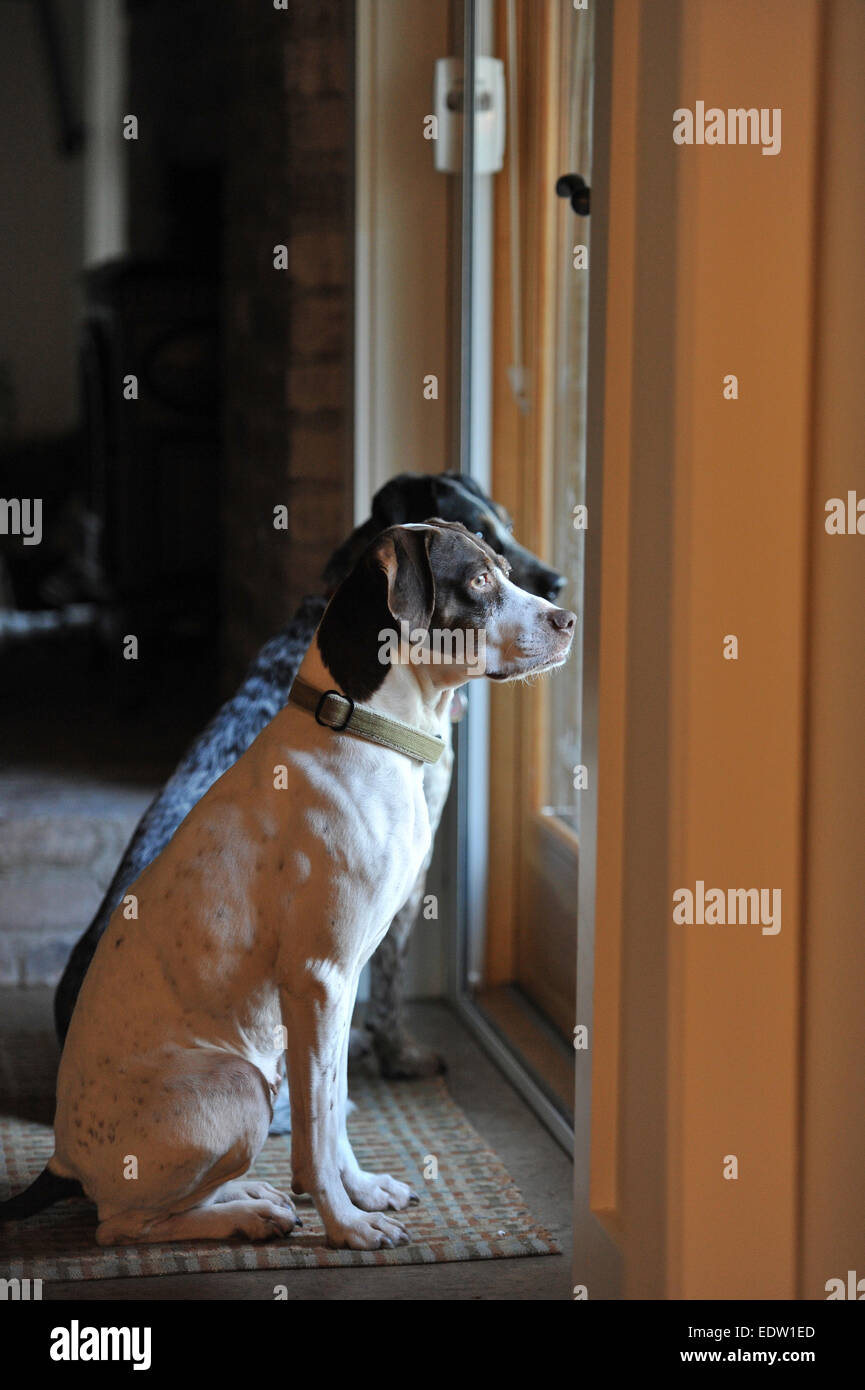 Why Does My Dog Stare At The Door