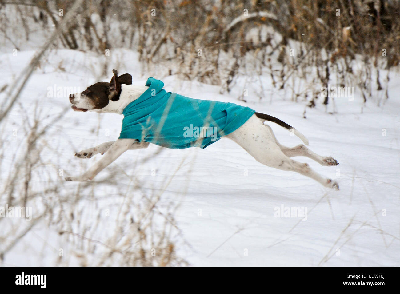 English pointer running hires stock photography and images Alamy