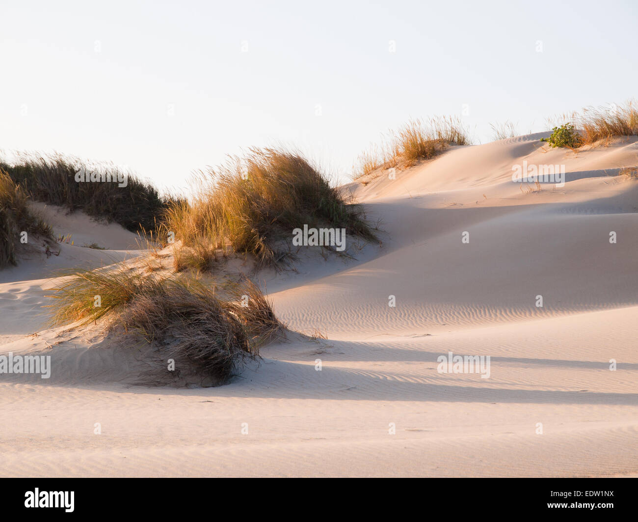 Dune on the beach at sunset Stock Photo - Alamy