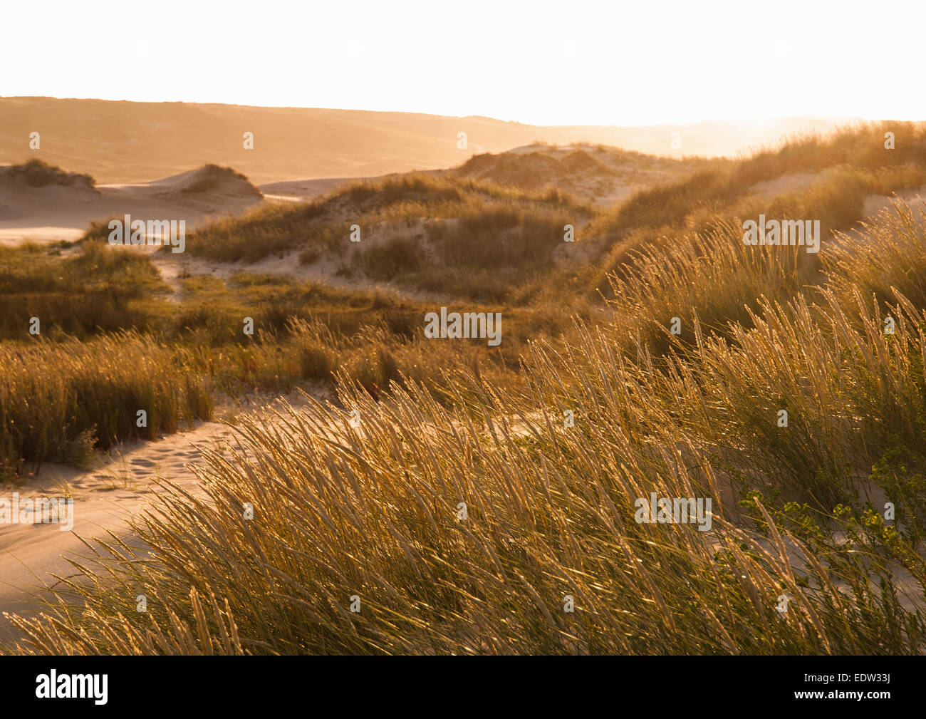 Sunset in a dune of the beach with vegetation Stock Photo