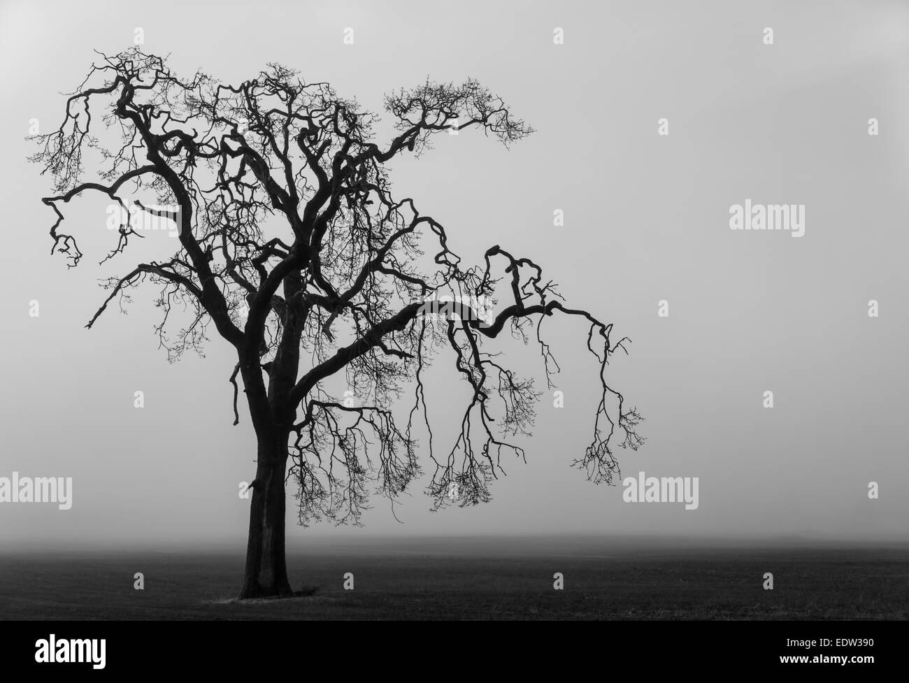 A lone tree stands silhouetted on a eerie fog shrouded field Stock ...