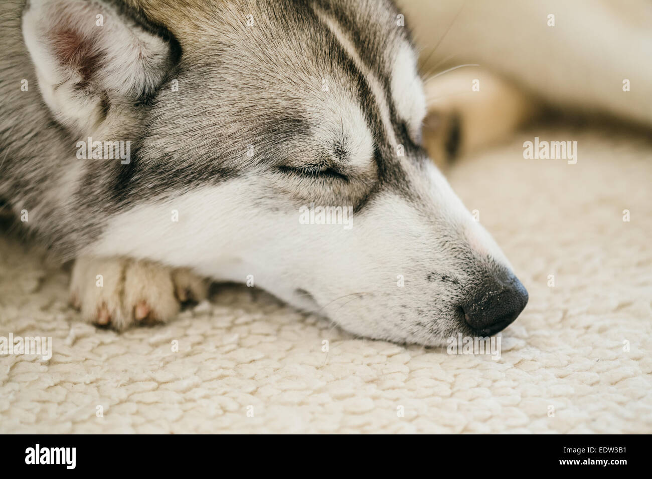 husky sleeping in bed