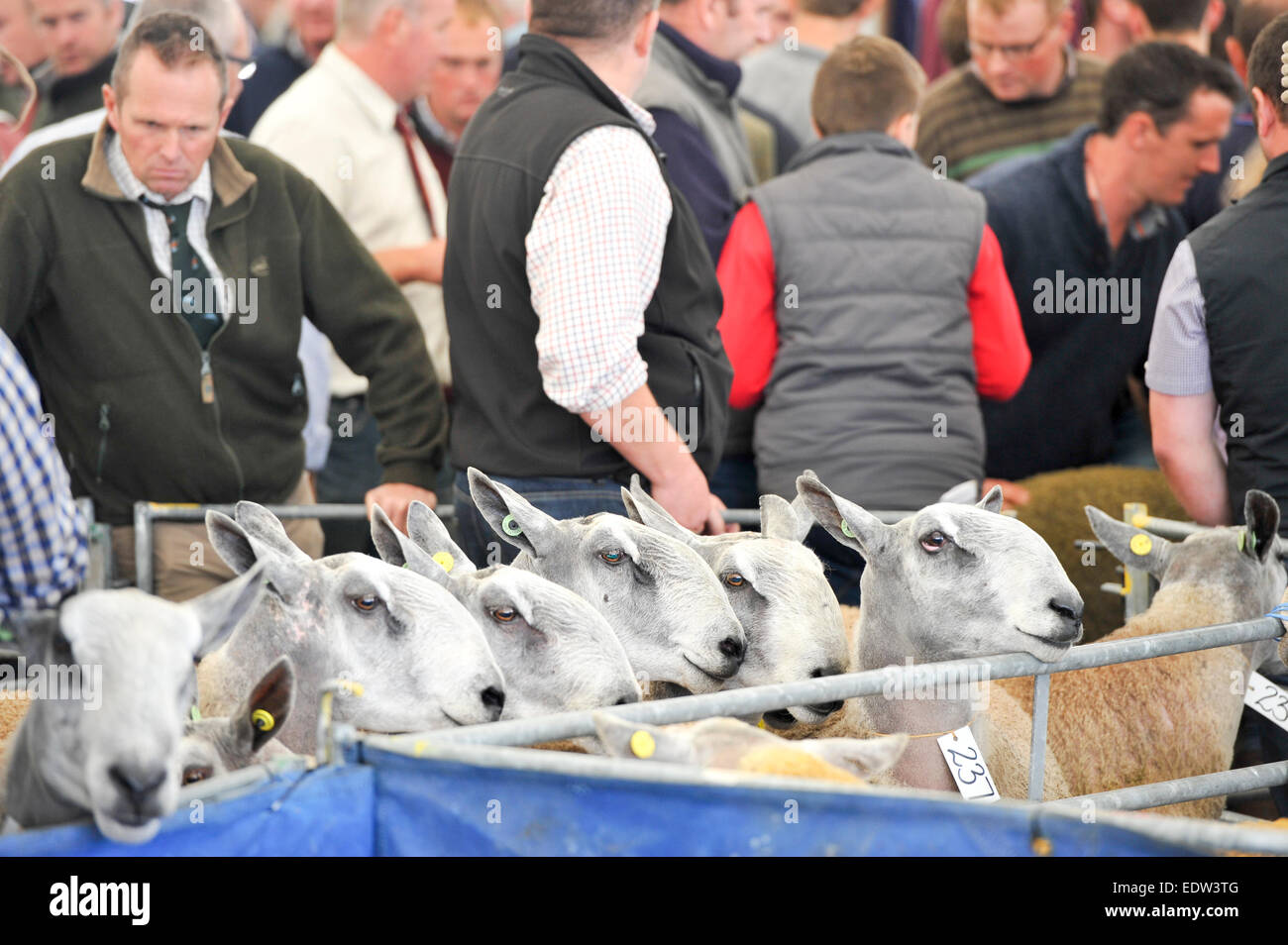sheep for sale at the Kelso ram sales, with shepherds looking to purchase new stock rams. UK Stock Photo
