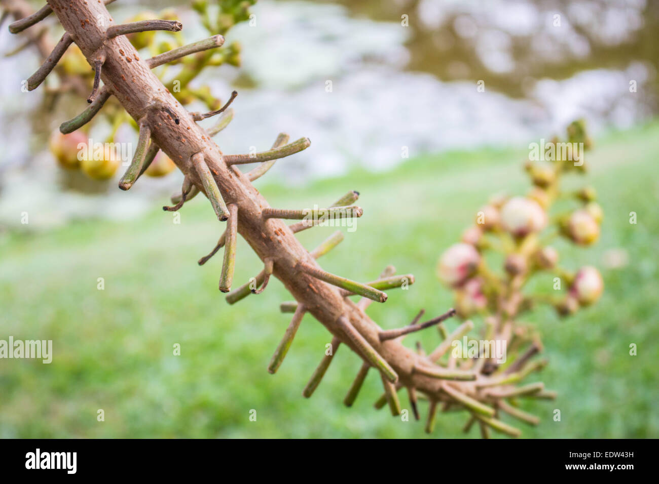 Branches of flowers on trees Stock Photo Alamy