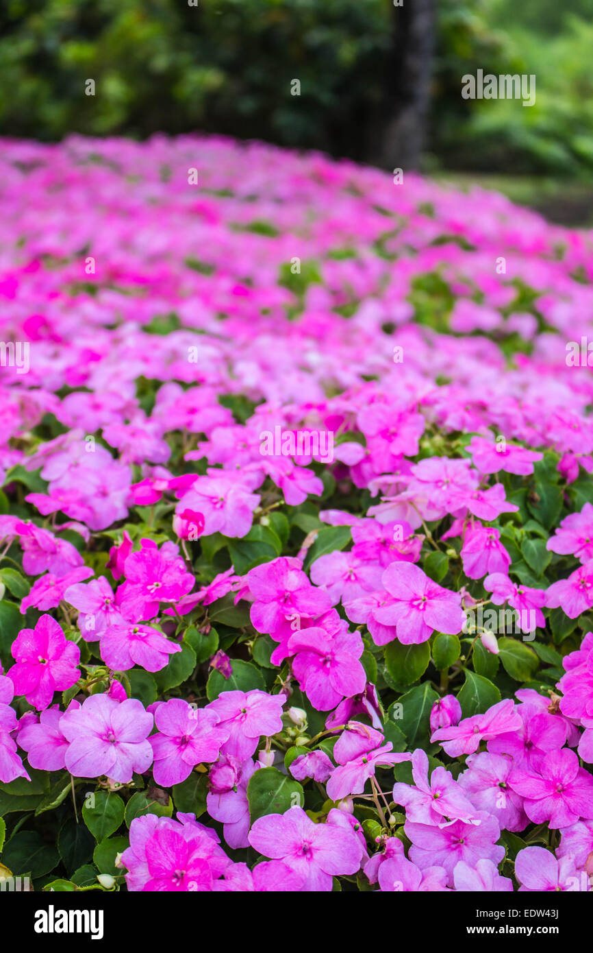 Colorful flowers in the garden of winter Stock Photo - Alamy