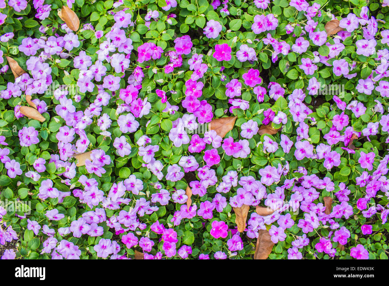 Colorful flowers in the garden during the winter Stock Photo - Alamy