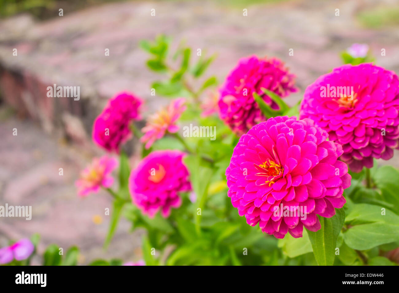 Pink flowers in the winter garden Stock Photo - Alamy