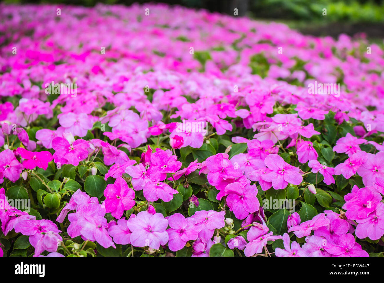 Pink flowers in the winter Stock Photo - Alamy