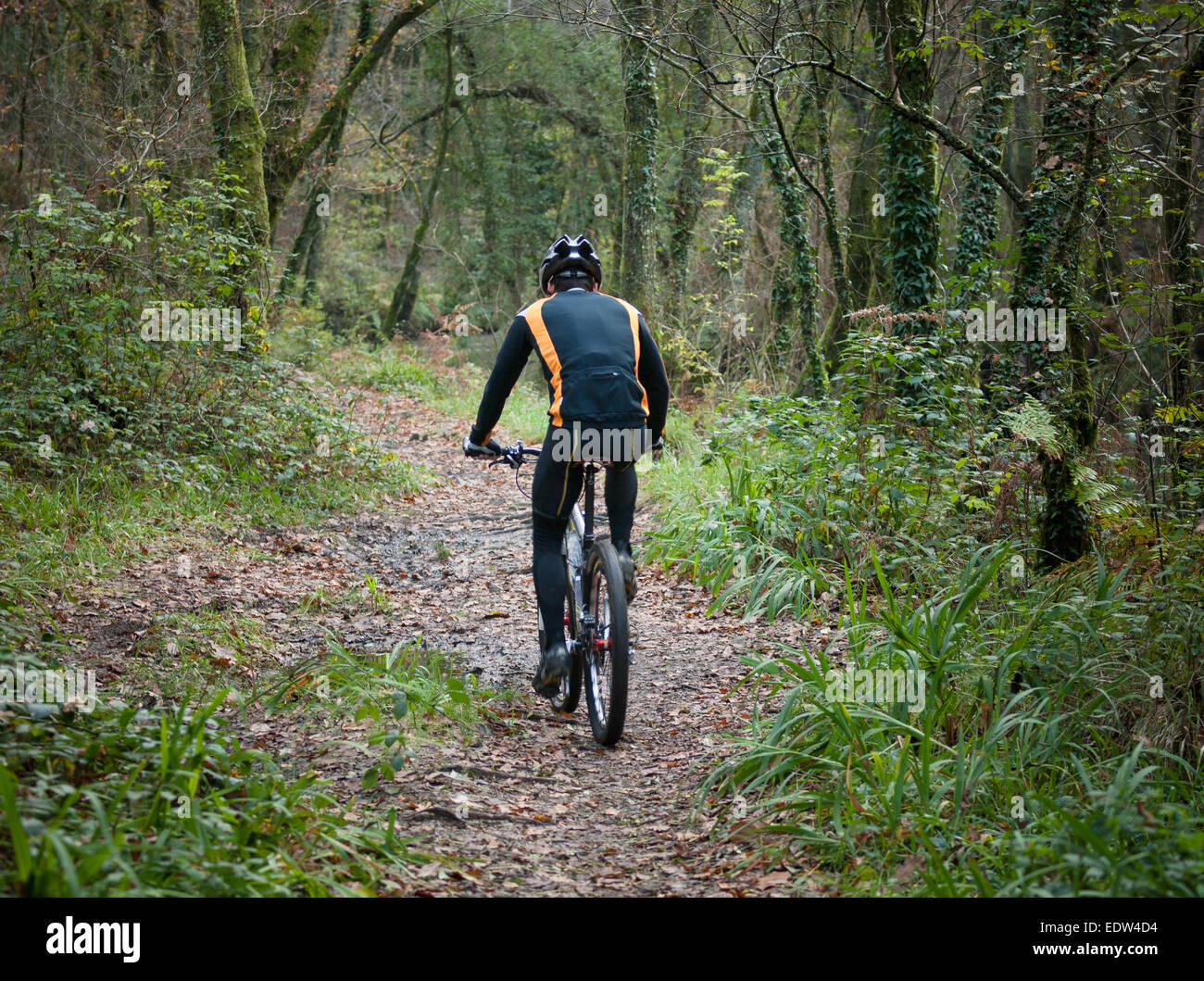 Cyclist practicing mountain bike on a forest trail. The rider is back Stock Photo
