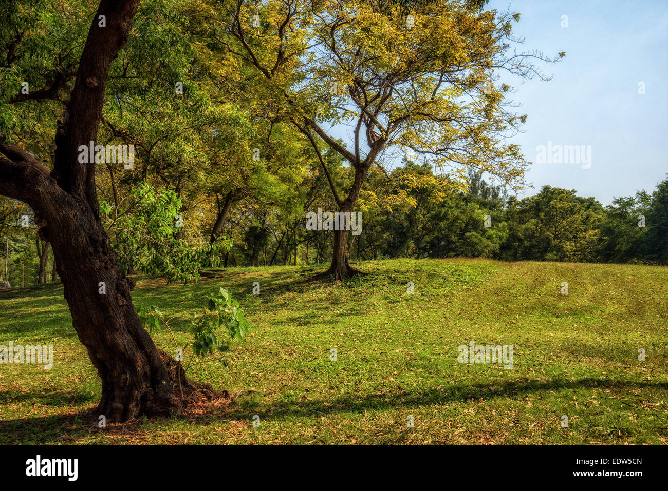 View of green trees in the city park Stock Photo - Alamy