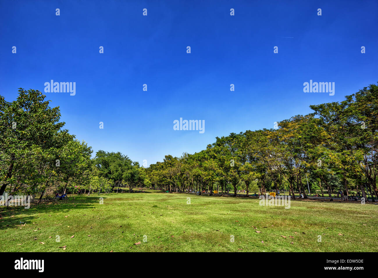 View of green trees in the city park Stock Photo - Alamy