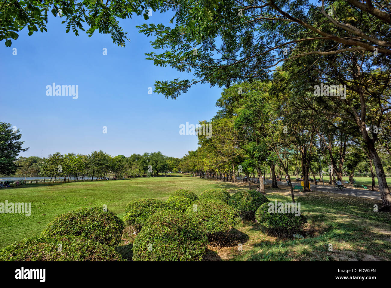 View of green trees in the city park Stock Photo - Alamy