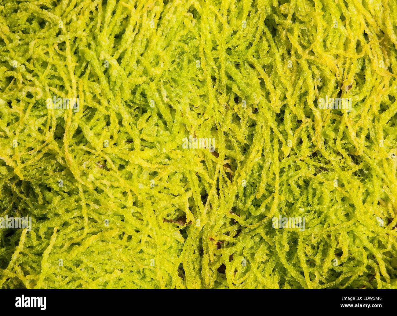 Algae background detail in the coast Stock Photo