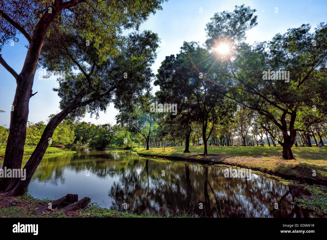 View of green trees in the city park Stock Photo - Alamy