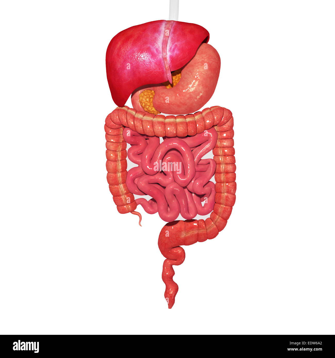 Human digestive system Stock Photo