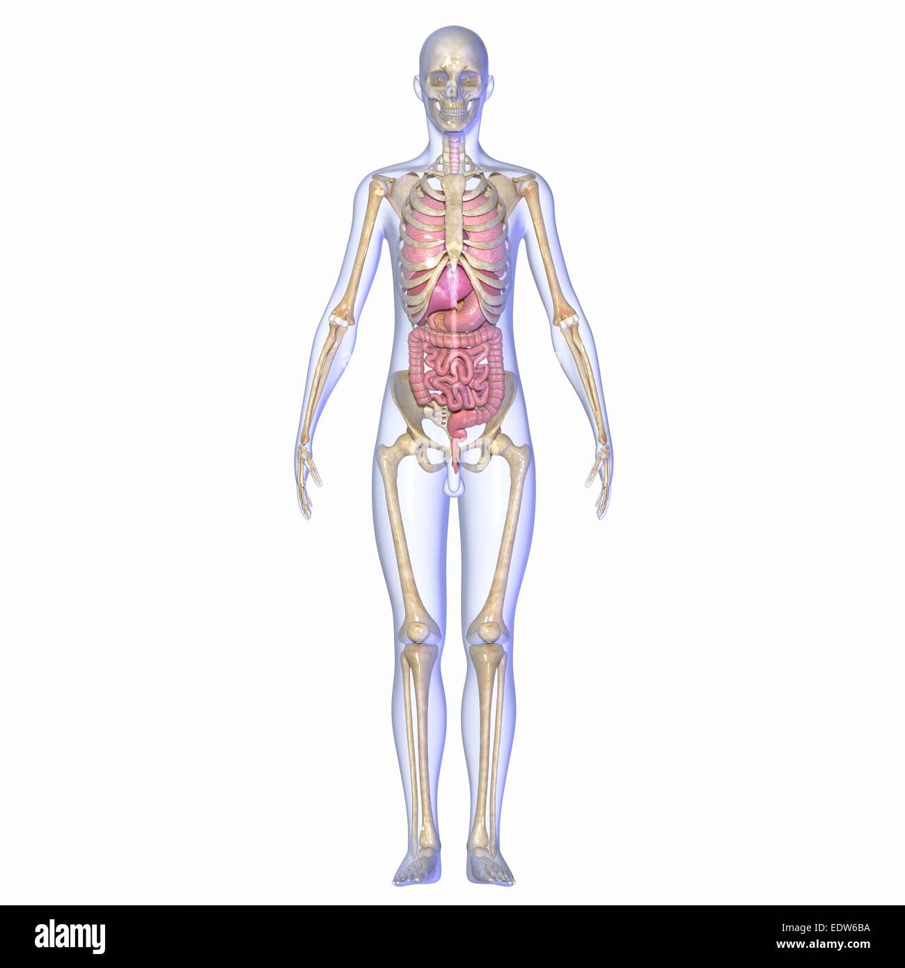 Human body skeleton with digestive system Stock Photo - Alamy