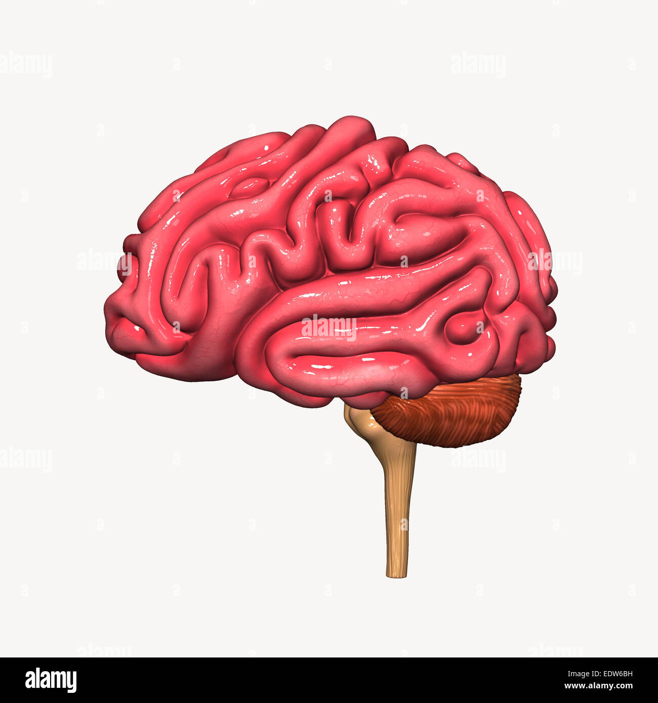 Anatomy Human Brain Side View Stock Photos & Anatomy Human Brain Side