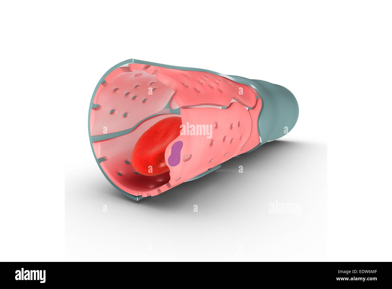 Capillary blood Cut Out Stock Images & Pictures - Alamy