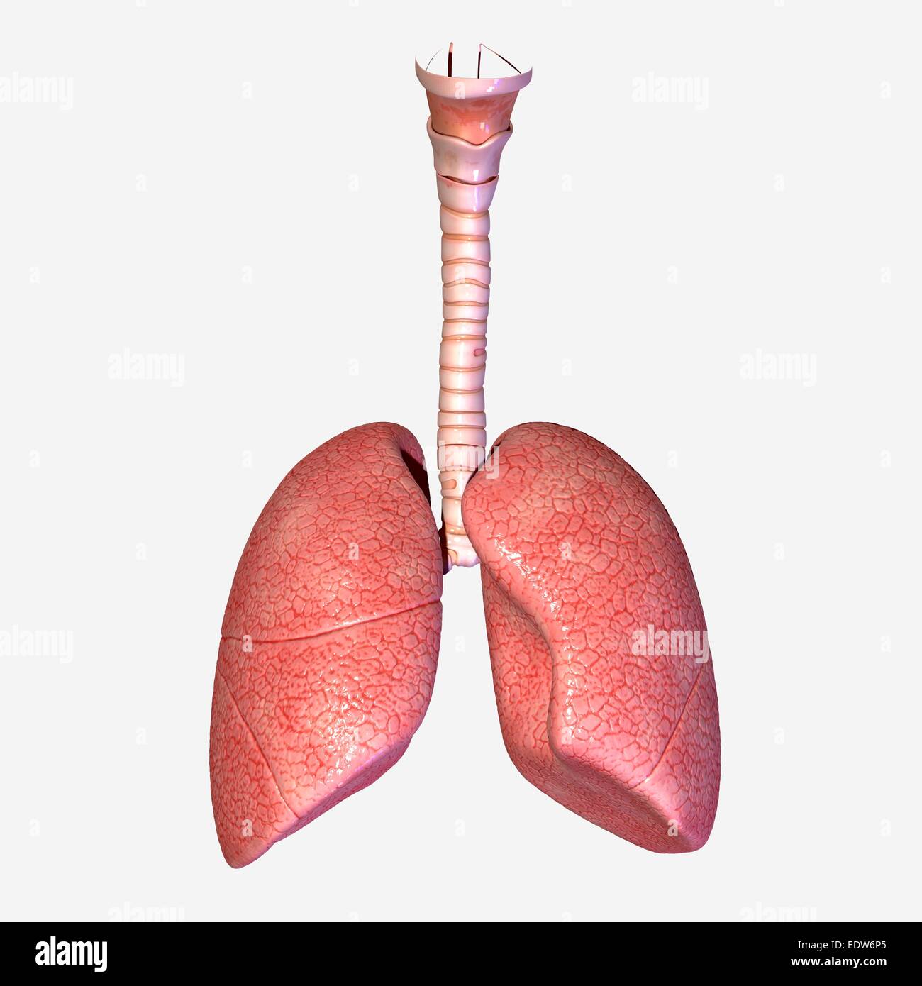 Human lungs Stock Photo