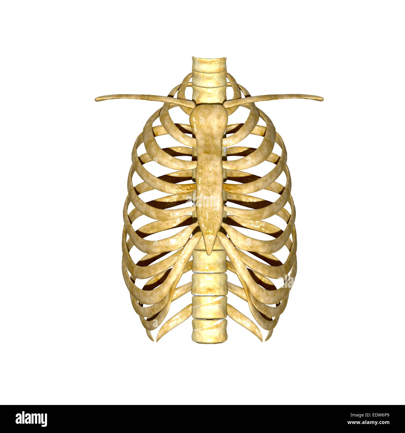 скелет собаки спереди. скелет и строение кости собаки. грудина крс анатомия. зубчатая вентральная мышца собаки. скелет собаки позвоночник.