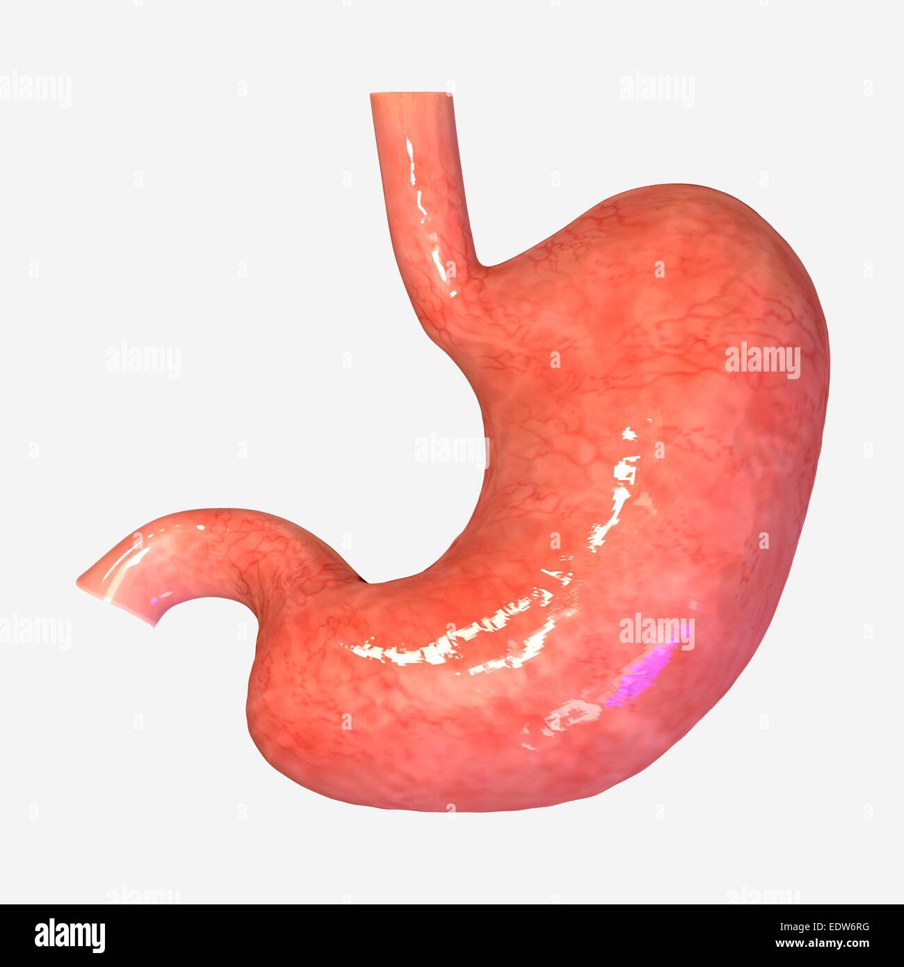 Appendix cross section hi-res stock photography and images - Alamy
