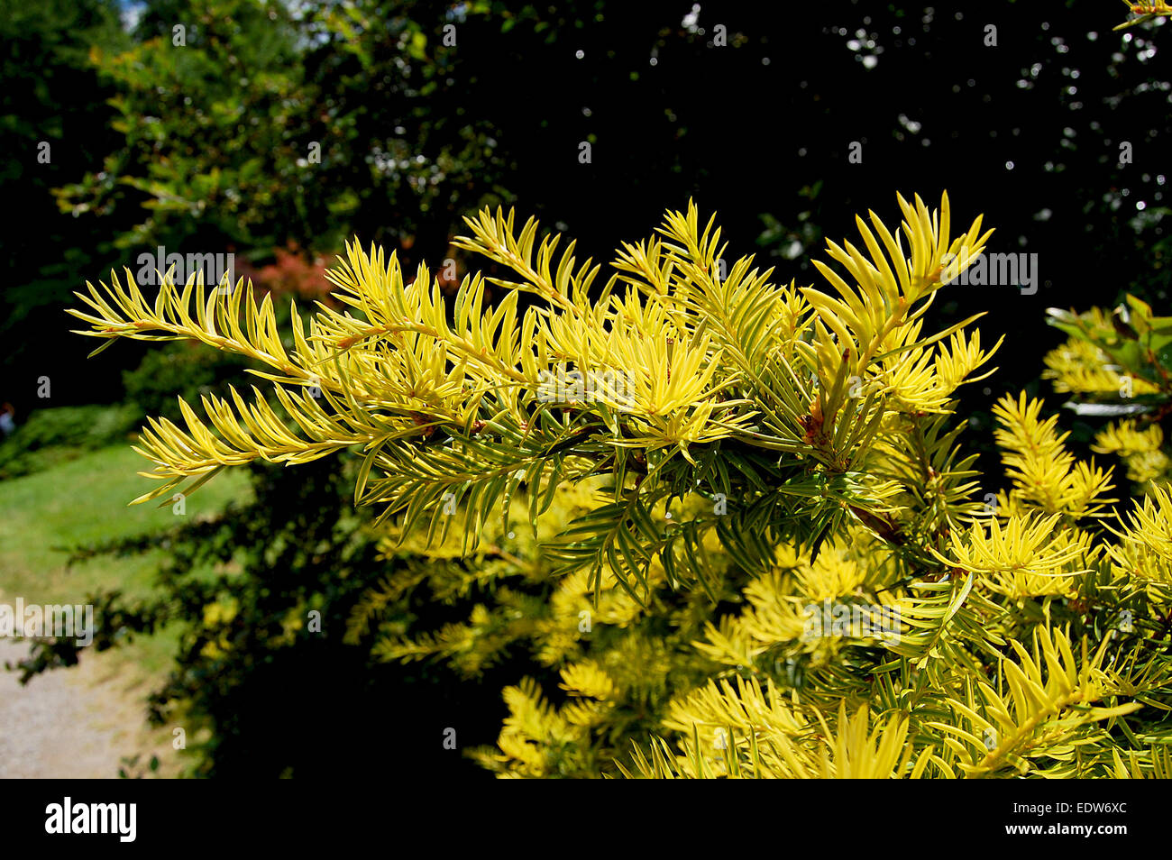 Beautiful yellow twigs of shrubs park Stock Photo - Alamy