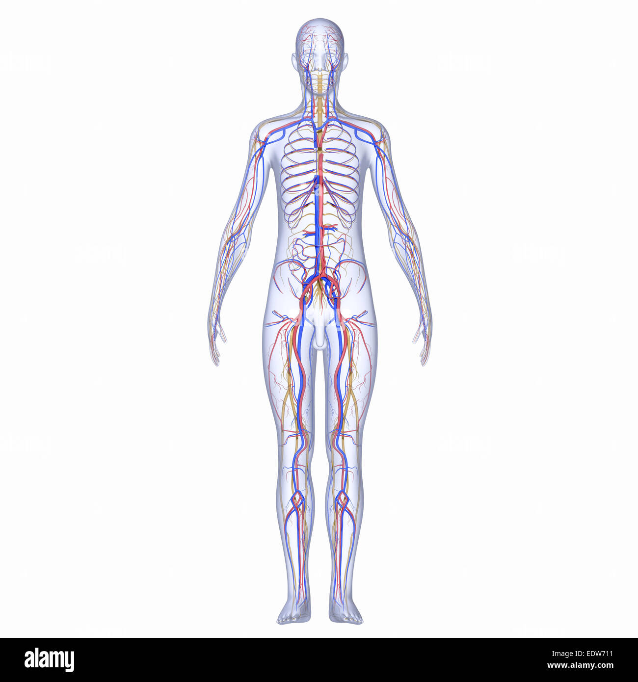 nervous-system-diagram-without-labels