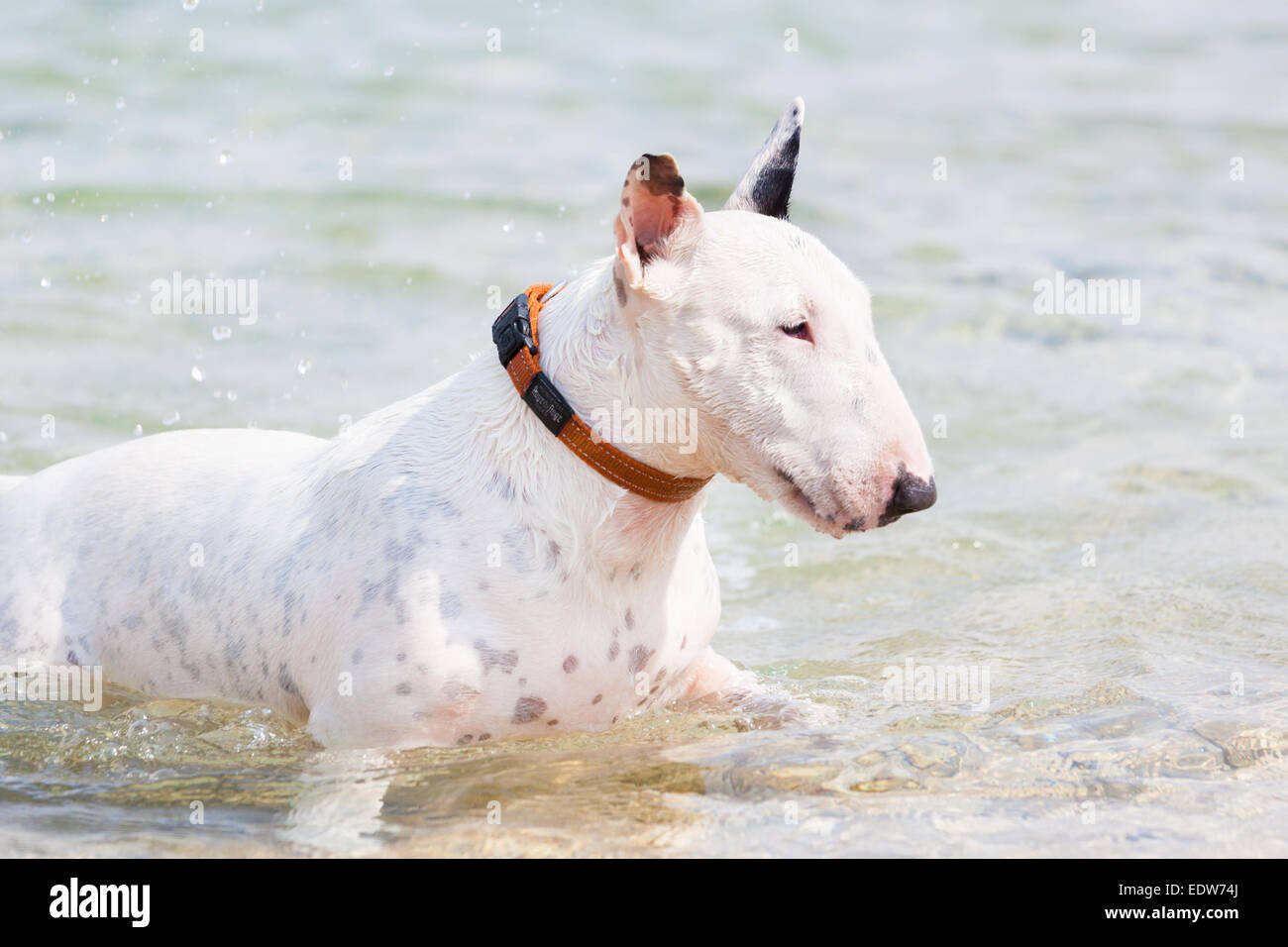 White bull terrier dog. Stock Photo