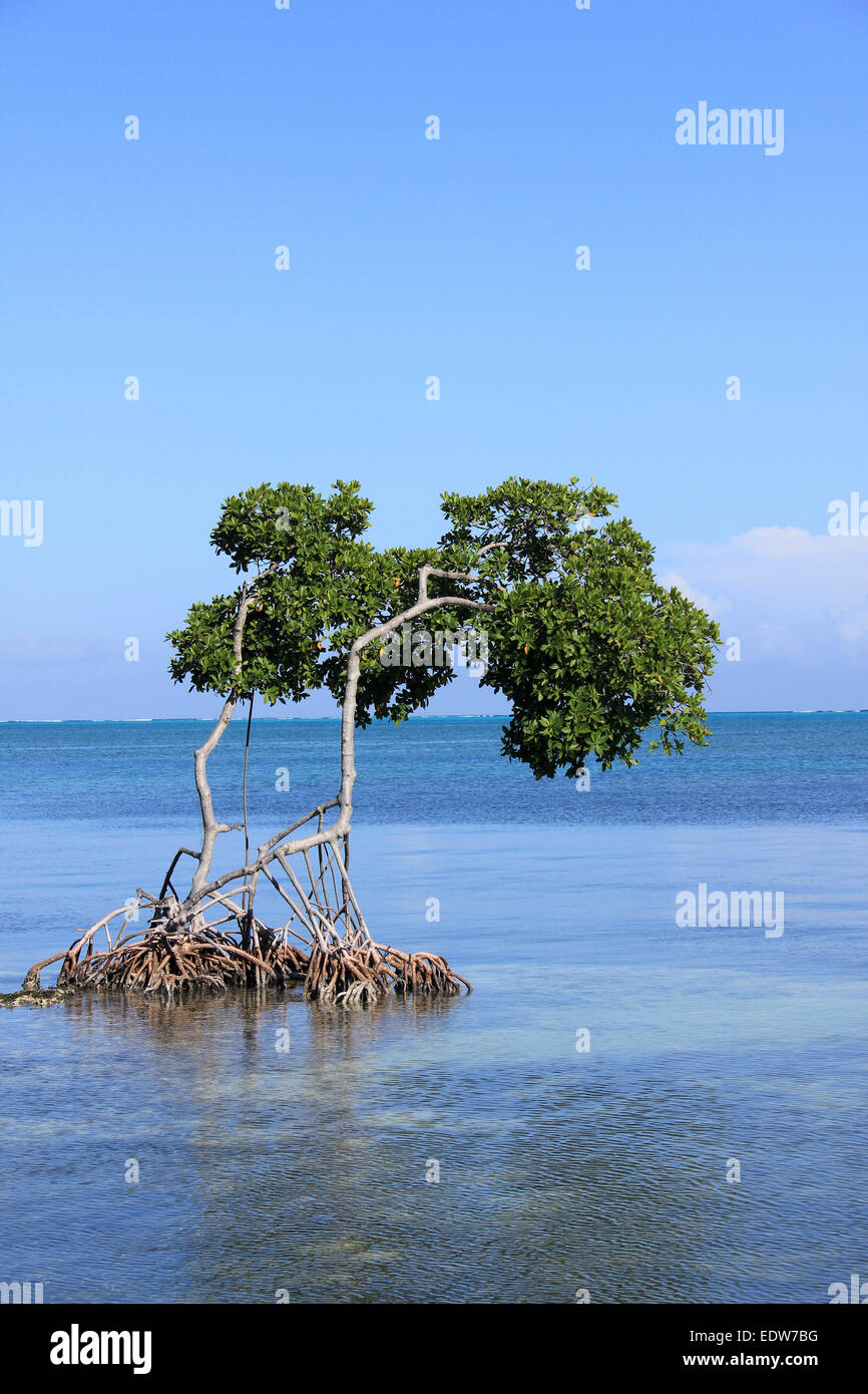 Red Mangrove Rhizophora mangle With Aerial Prop Roots In Caribbean Sea, Caye Caulker, Belize Stock Photo