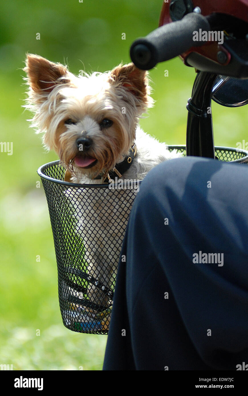 Dog basket for outlet mobility scooter