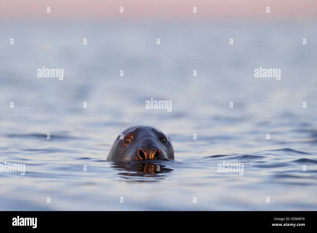 Portrait of swimming Grey Seal (Halichoerus grypus), Baltic sea. Stock Photo