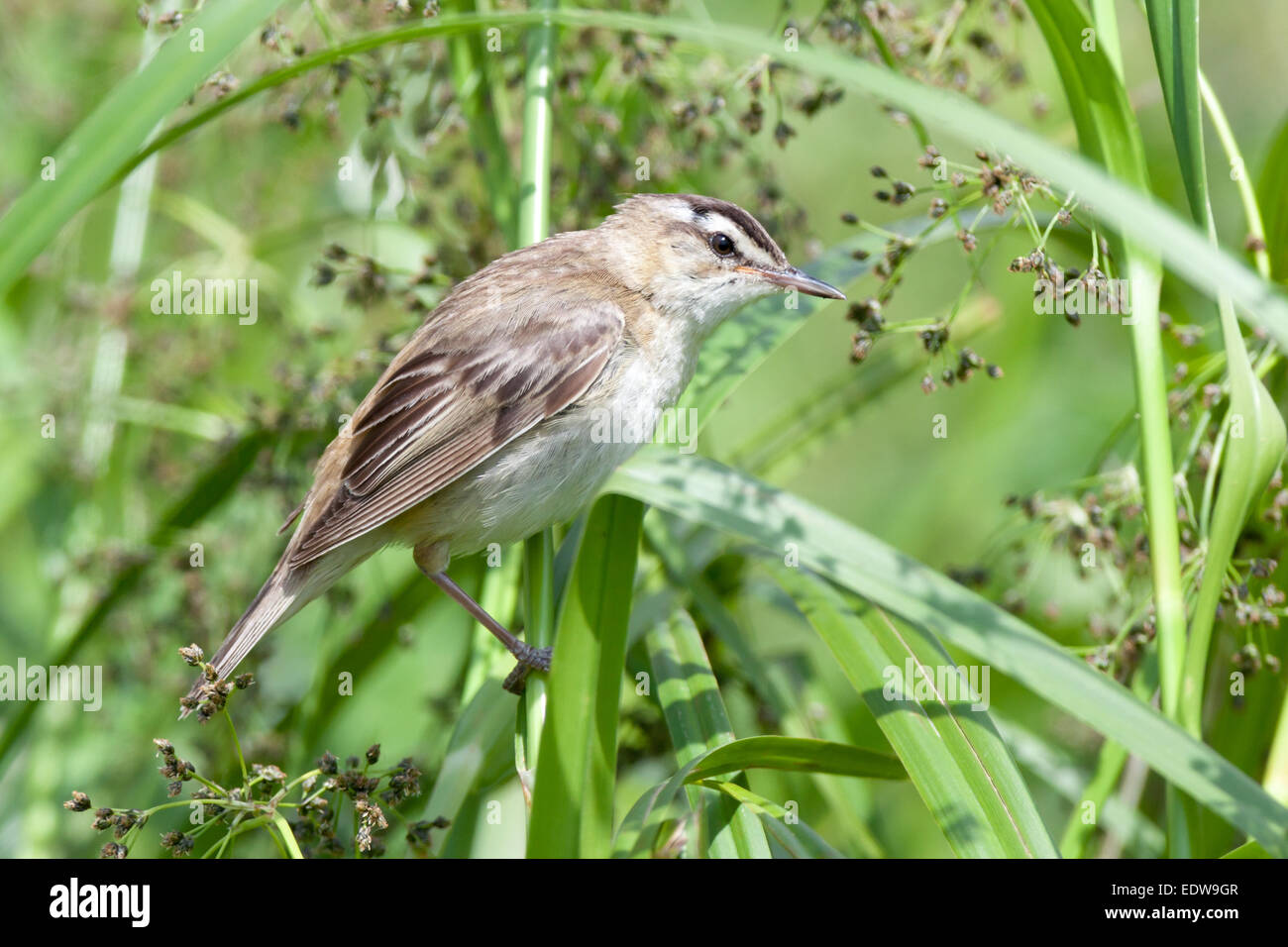 sedge-warbler-acrocephalus-schoenobaenus-wild-bird-in-a-natural