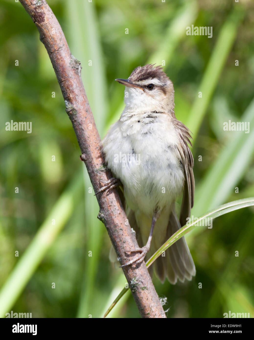 sedge-warbler-acrocephalus-schoenobaenus-wild-bird-in-a-natural