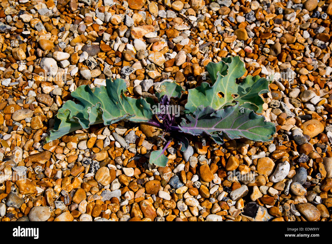 Sea Kale Cramba maritima plant growing on shingle Stock Photo - Alamy