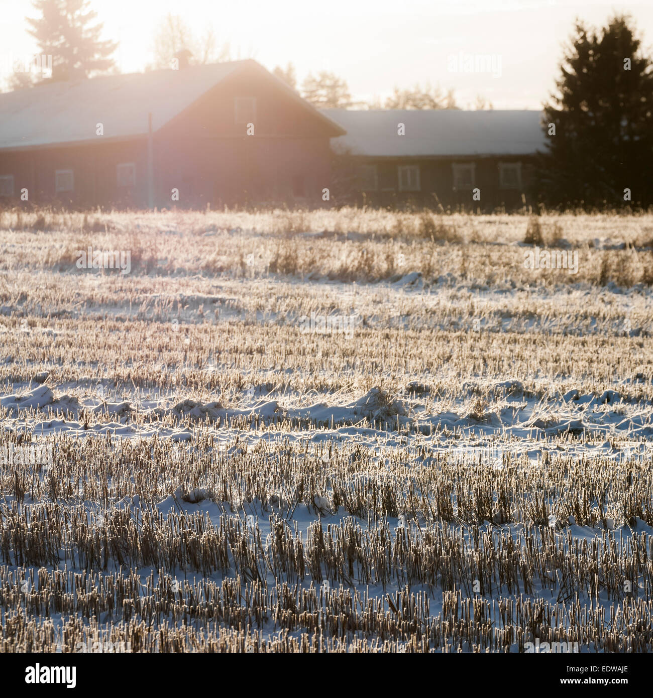 Stubble growth hi-res stock photography and images - Alamy