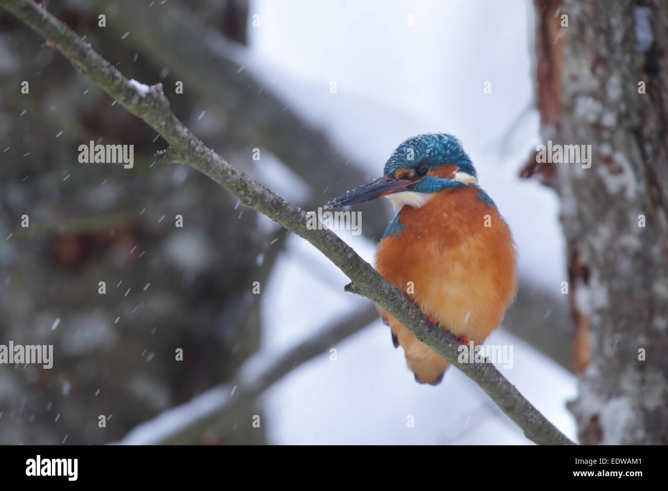Wintering Kingfisher (Alcedo atthis) in snowfall. Europe Stock Photo