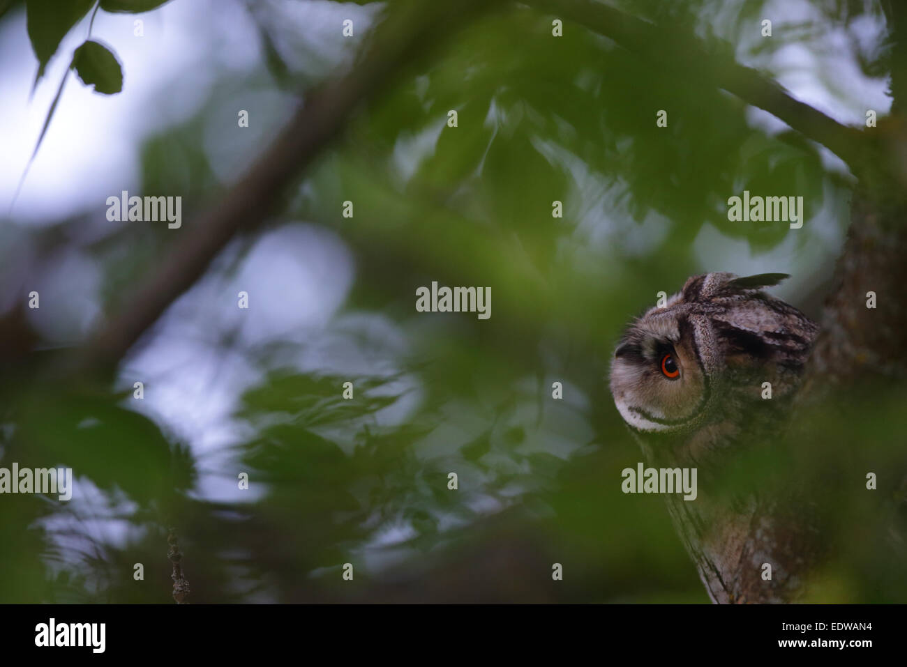 Long-eared Owl (Asio otus), Europe Stock Photo